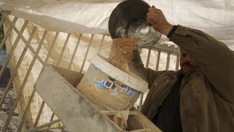 المجاعة تتوسّع شمال غزة: حتى الأعلاف نفدت