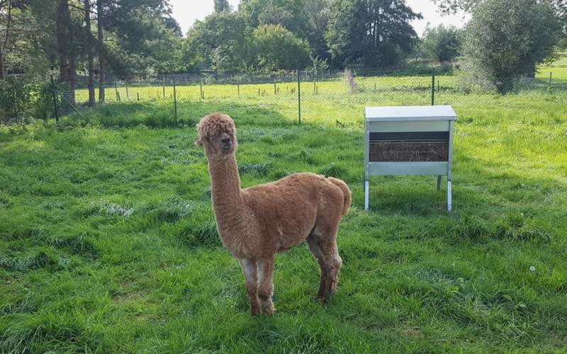 الأجسام المضادة للاما يمكن أن تكون مفتاحًا لمواجهة كورونا 