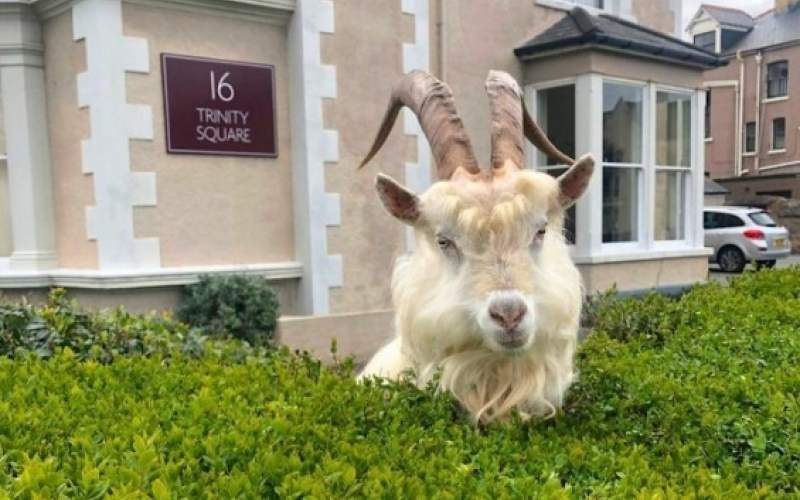 مشهد مثل الحلم .. عشرات الأغنام تجتاح شوارع مدينة تركية وسط الإغلاق بسبب كورونا