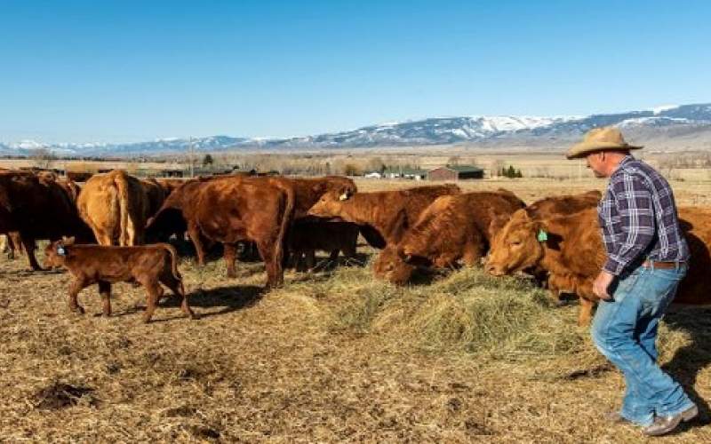 هل تتعرض الولايات المتحدة لأزمة غذائية بسبب ترامب؟