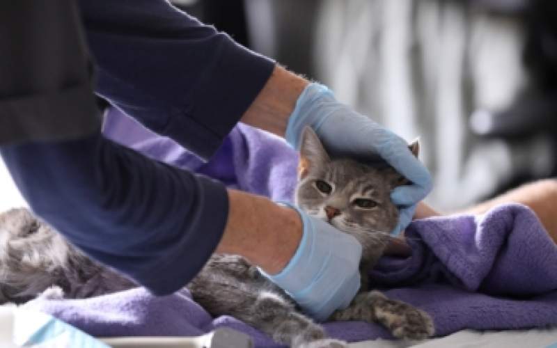 تطور جديد حول كورونا محوره القطط في البؤرة الأولى للفيروس