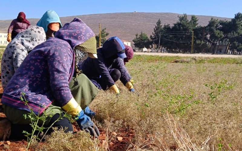 الكمّون... زراعة بقاعية واعدة محفوفة بالمخاطر