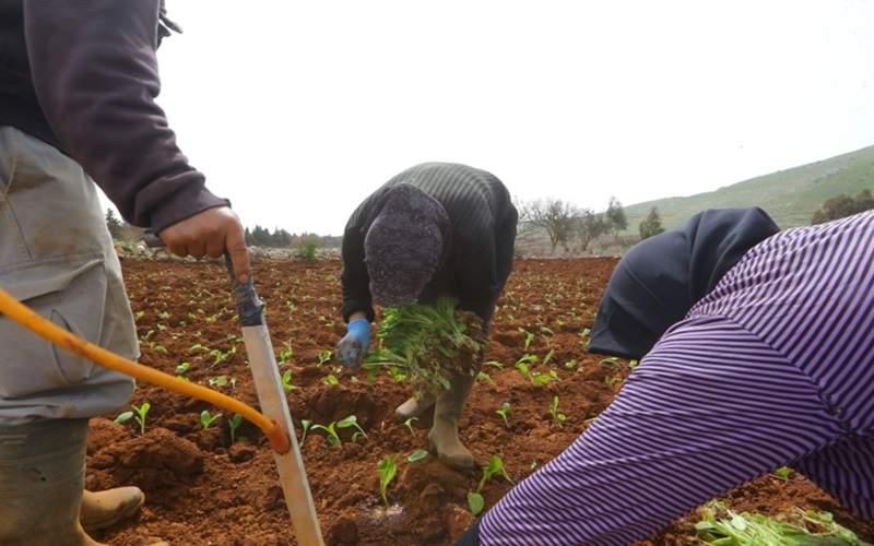 «راح» موسم التشتيل... زراعة التبغ جنوب لبنان أول الخاسرين