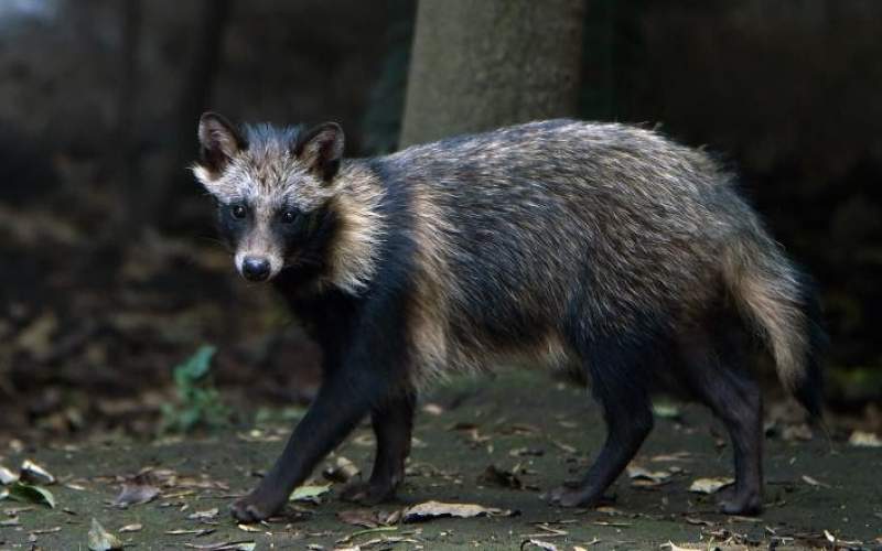 تجارب صينية مشبوهة قد تكون وراء تفشي كورونا.. وحيوان جديد بقفص الاتهام