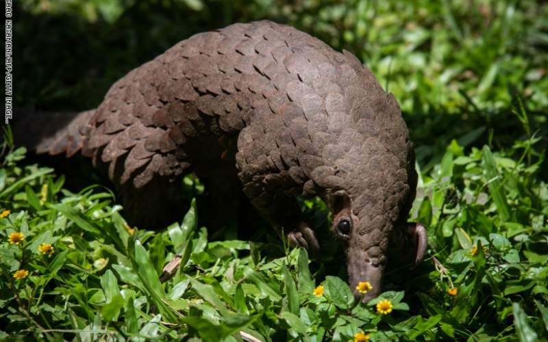 البنغول .. من المحتمل أن هذا الحيوان احتضن فيروس كورونا المستجد أيضاً