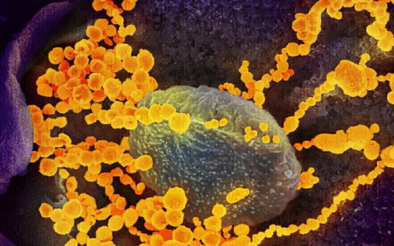 ما سر التحور السريع في فيروس كورونا؟