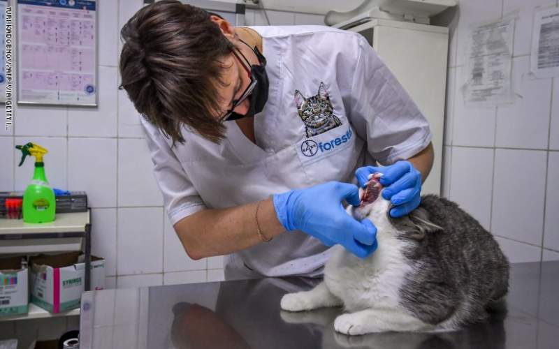 أول حيوانين أليفين يصابان بفيروس كورونا في أمريكا