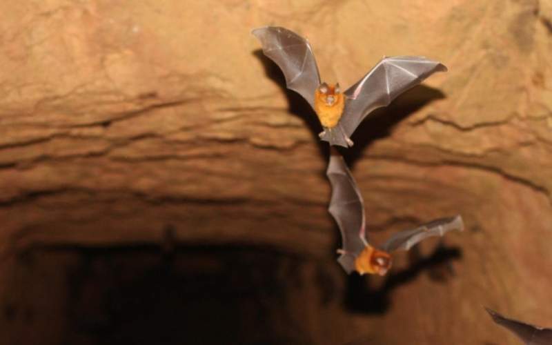 قرارات جديدة في الصين بخصوص الخفافيش وآكل النمل الحرشفي 