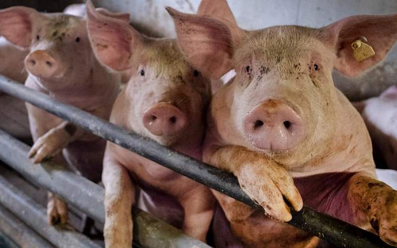 فيروس جديد في خنازير بالصين قد يتحول إلى وباء