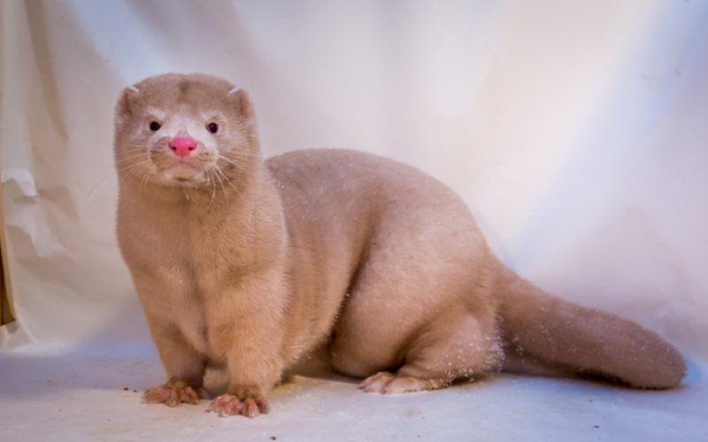 كورونا في مزارع المنك بإسبانيا وهولندا