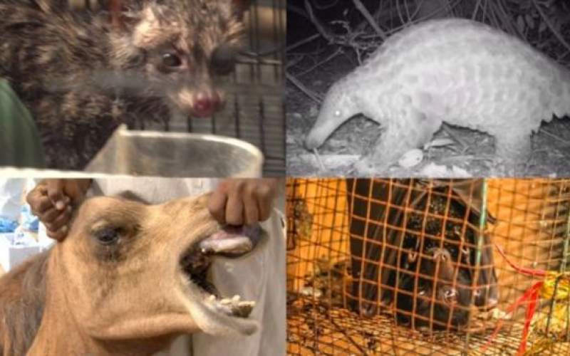 فيروس كورونا: كيف انتقل إلى الانسان؟