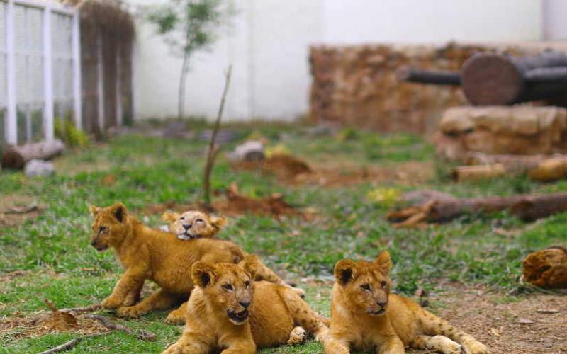 إصابة 4 أسود في حديقة حيوانات برشلونة بفيروس كورونا