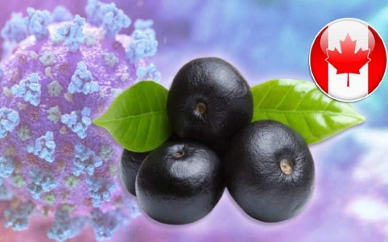 فاكهة «نخل الآساي» محور أبحاث كندية لعلاج كورونا