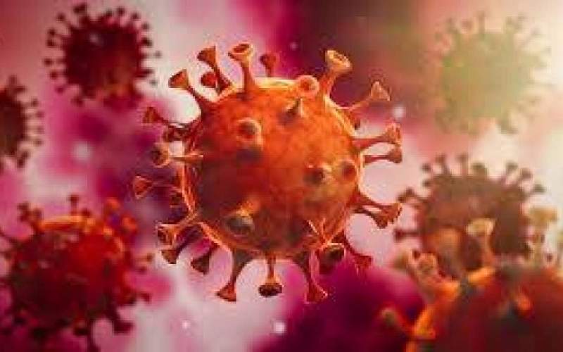 الخفافيش محور دراسات جديدة تسلط الضوء على أصل كورونا 