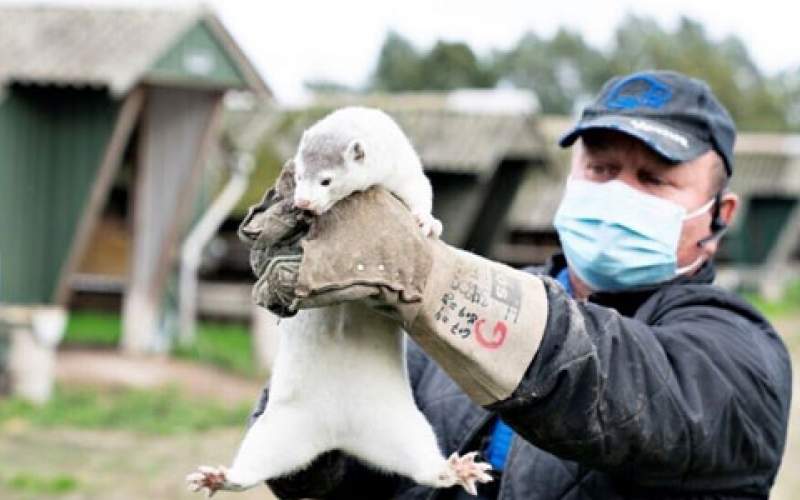  6 دول سجلت إصابات جديدة بكورونا المنك