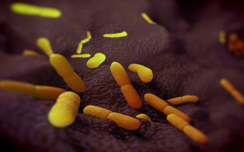 تحذيرات من اكتشاف اصابات بوباء فتاك في الصين يعرف بالطاعون الدملي