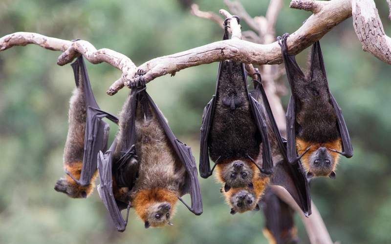 الخفاش قد لا يكون من نقل كورونا إلى البشر.. فما المصدر؟ 