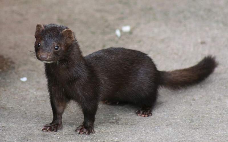 حيوان جديد ينقل كورونا للانسان.. ما هو؟