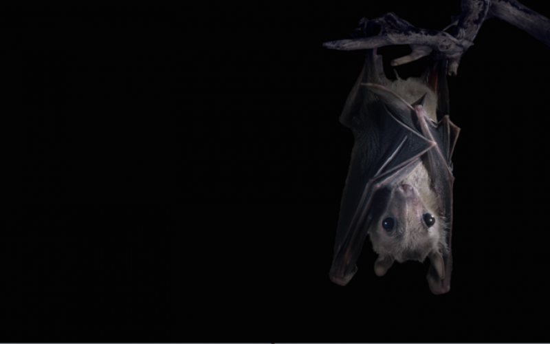 علماء يكتشفون فيروساً آخر لدى الخفافيش يرتبط ارتباطاً وثيقاً بكورونا!