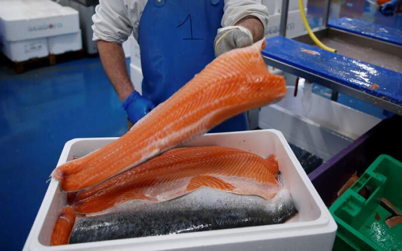 النرويج تصدر تقريرا بشأن سمك السلمون وعلاقته بفيروس كورونا
