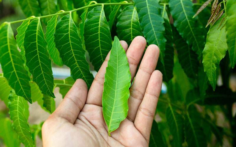 أدوية من لحاء شجرة النيم قد تحمي من متحورات فيروس كورونا