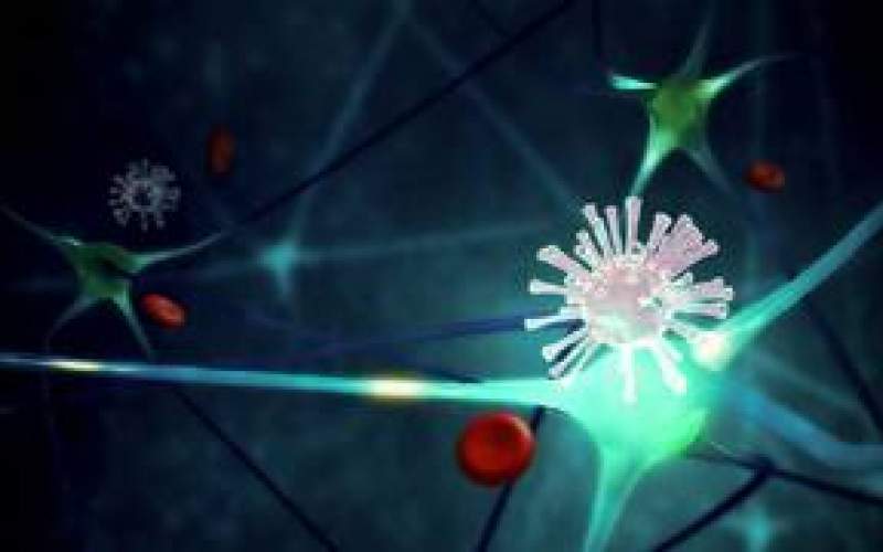 لماذا يهاجم فيروس كورونا بعض الأعضاء دون غيرها؟