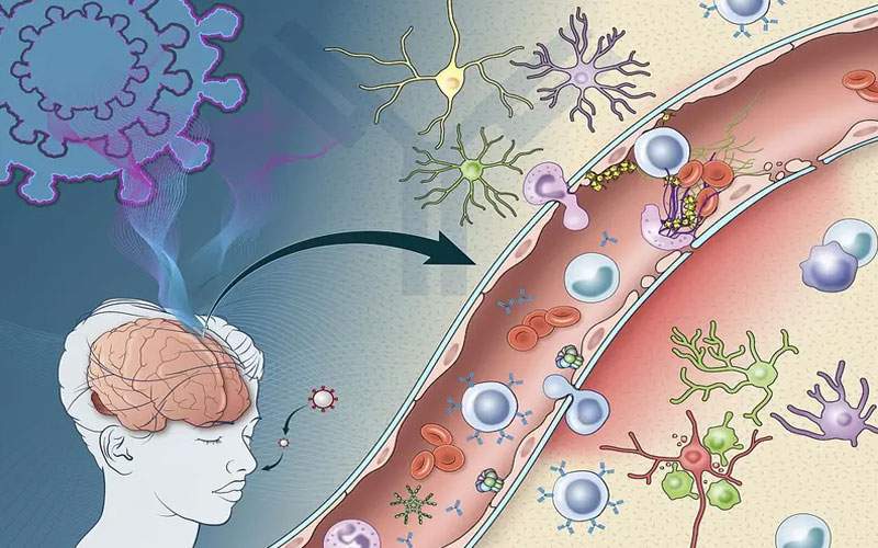 دراسة تكشف سبب الأضرار الدماغية المصاحبة للإصابة بكورونا